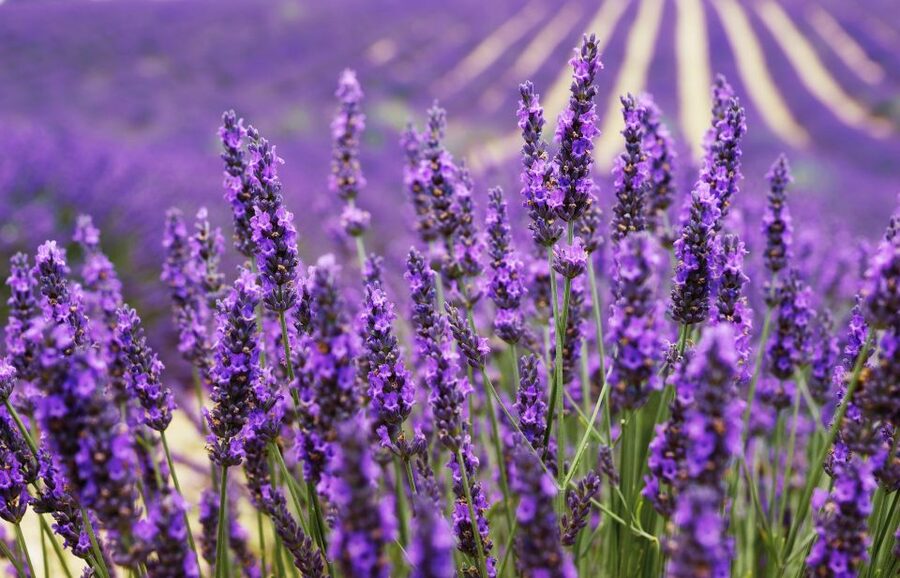 From Aix: Day Trip to Valensole Lavender Fields in Provence - A working distillery visit near Valensole