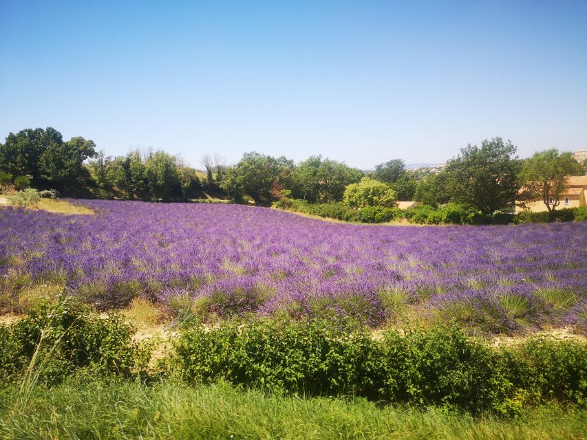 From Aix: Day Trip to Valensole Lavender Fields in Provence - Why the June and July timing matters
