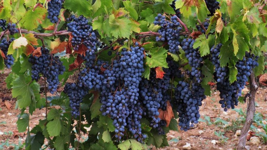 From Aix-en-Provence: Half-day Wine Tour Cezanne Countryside - First estate: a look at Provence winemaking