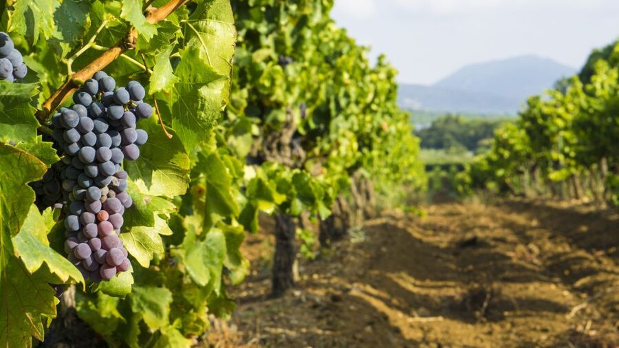 From Aix-en-Provence: Half-Day Wine Tour - First winery: a personal introduction to Provence wine