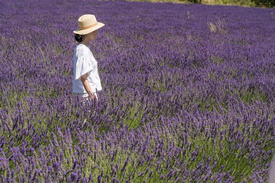 From Aix-en-Provence: Lavender Half Day Tour - Who should book this half-day tour?