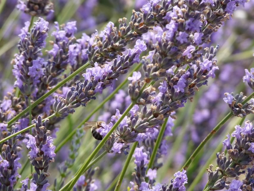 From Aix-en-Provence: Sault Lavender & Gordes Full-Day Tour - Who will enjoy this Provence day trip most