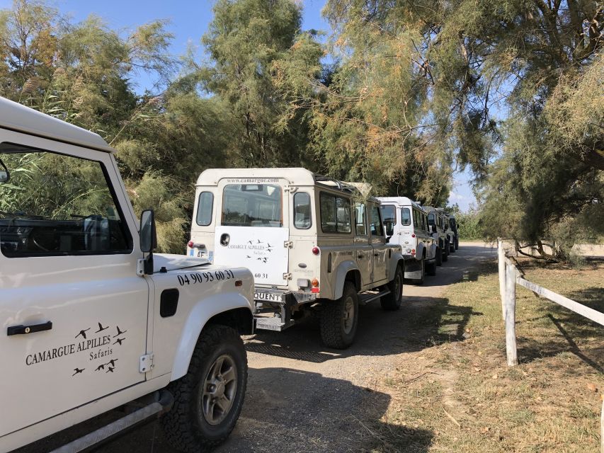 From Arles: Half-Day 4x4 Camargue Safari - Camargue horses and bulls on private land