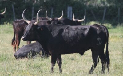 Half-Day 4×4 Camargue Safari