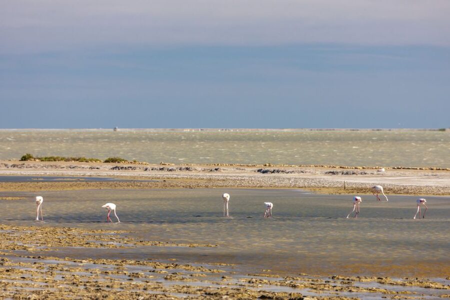 From Arles: Half-Day 4x4 Camargue Safari - The guides make or break the experience
