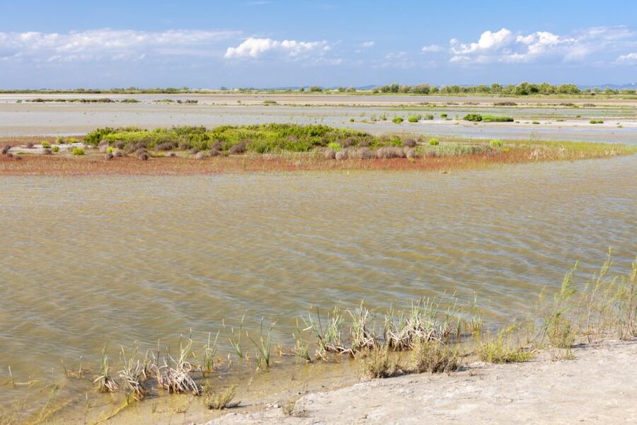 From Arles: Half-Day 4x4 Camargue Safari - Comfort, children, and what to pack