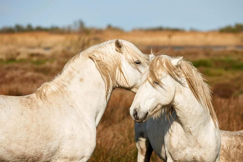 From Avignon: Camargue Tour with Pont de Gau Bird Park Entry - Who should book this tour?