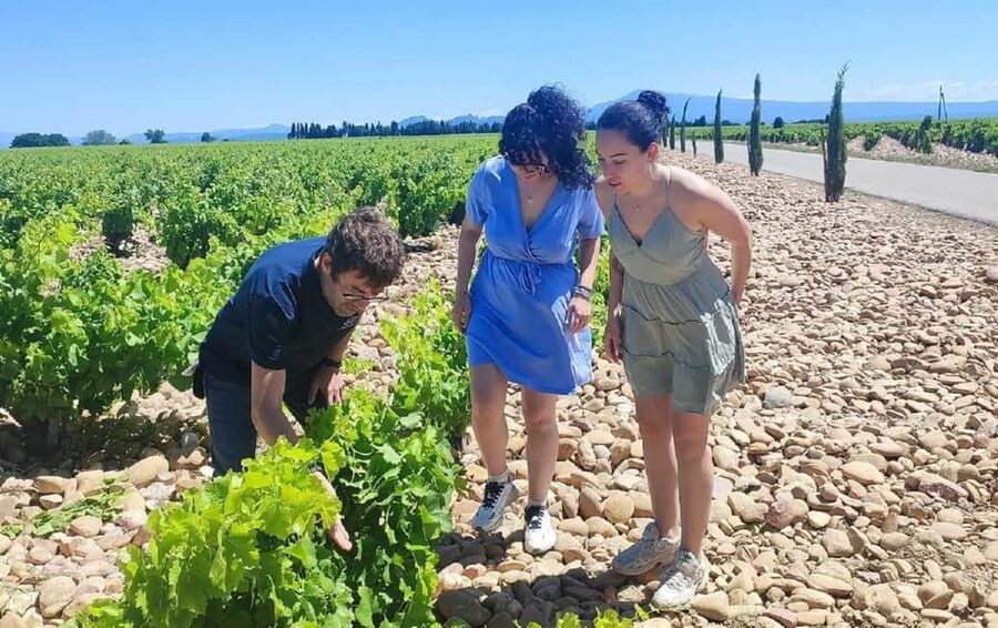 From Avignon: Châteauneuf du Pape Half-Day Wine Tour - Who will enjoy this tour most