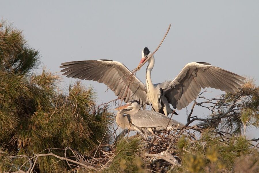 From Avignon: Half-Day Camargue and Saintes-Maries-de-la-Mer - Key points to know before you book