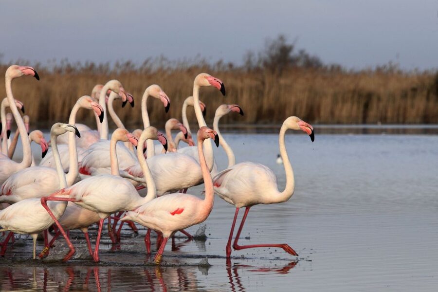 From Avignon: Half-Day Camargue and Saintes-Maries-de-la-Mer - Who will enjoy this half-day outing