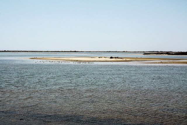 From Avignon: Half-Day Camargue and Saintes-Maries-de-la-Mer - Why the Camargue feels different from Provence
