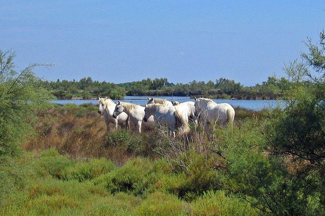 From Avignon: Half-Day Camargue and Saintes-Maries-de-la-Mer - Searching for flamingos in the natural reserve