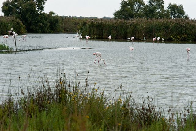 From Avignon: Half-Day Camargue and Saintes-Maries-de-la-Mer - What the guides add to the day