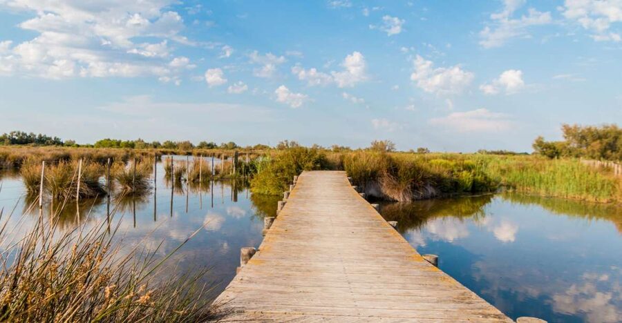 From Avignon: Half-Day Camargue and Saintes-Maries-de-la-Mer - Leaving Avignon in a small minivan