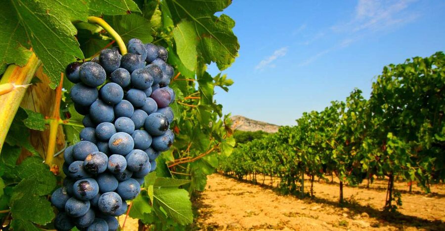From Avignon: Half-Day Great Vineyards Tour - Leaving Avignon for the Rhône vineyards