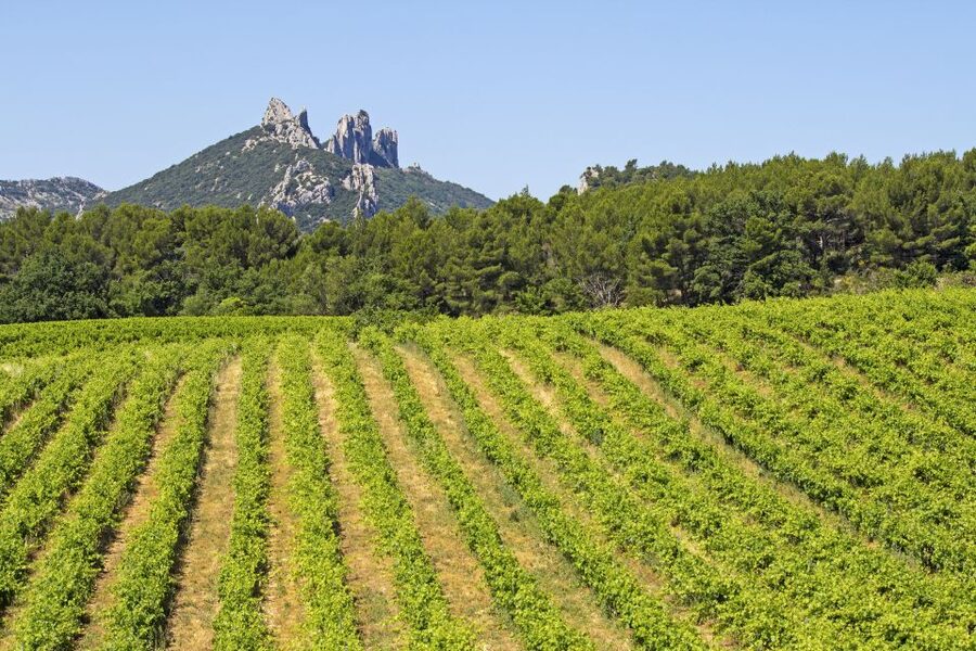 From Avignon: Half-Day Great Vineyards Tour - What the wine tastings are like