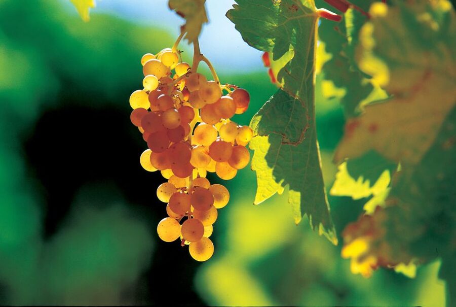 From Avignon: Half-Day Great Vineyards Tour - Who should book this Côtes du Rhône tour?
