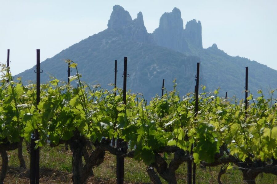 From Avignon: Half-Day Great Vineyards Tour - Should you book the half-day vineyard tour?