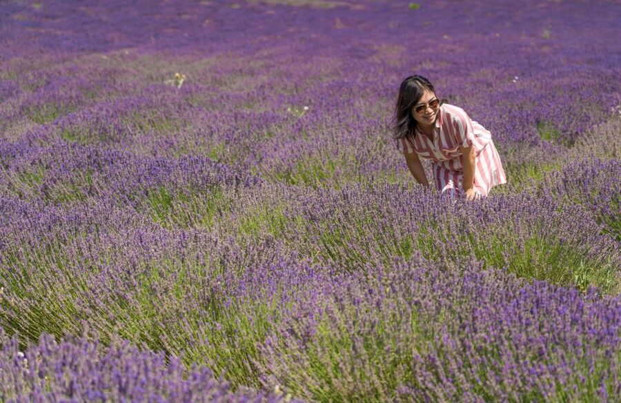 From Avignon: Half Day Lavender Tour to Sault - How the five-hour schedule feels