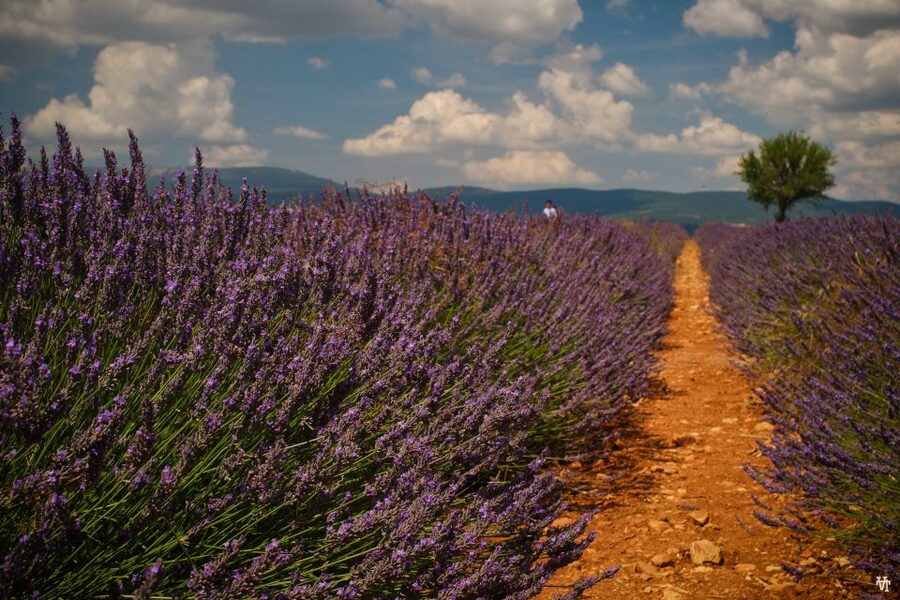 From Avignon: Lavender Fields & Luberon Village Guided Tour - Gordes from the overlook and from the streets