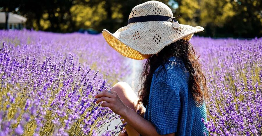 From Avignon: Lavender Fields & Luberon Village Guided Tour - Who should book this tour