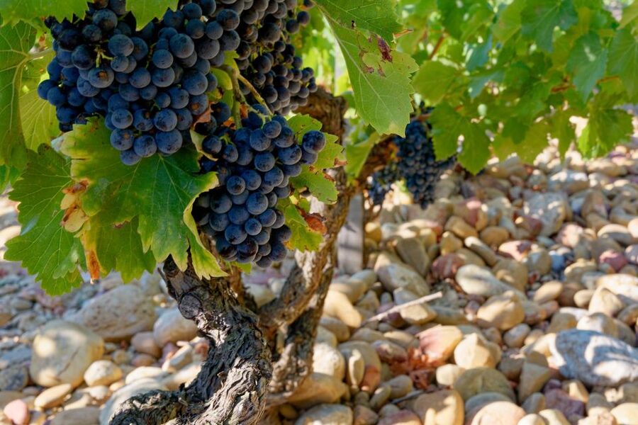 From Avignon: Luberon and Chateauneuf-du-Pape Full-Day Tour - Timing, comfort, and what to bring