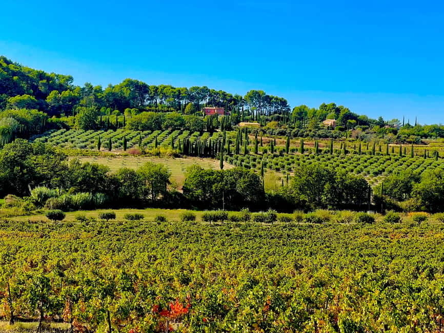 From Avignon: Provence Highlights Full-Day Tour - Roussillon, red cliffs, and the lunch break