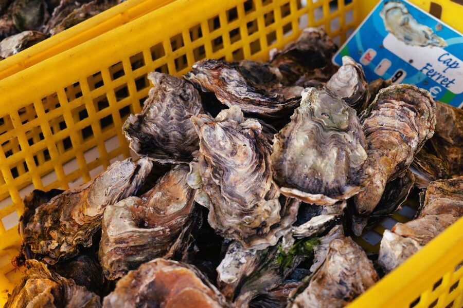 From Bordeaux: Arcachon Bay Full Day Tour and Oyster Lunch - Seafood lunch in Gujan-Mestras