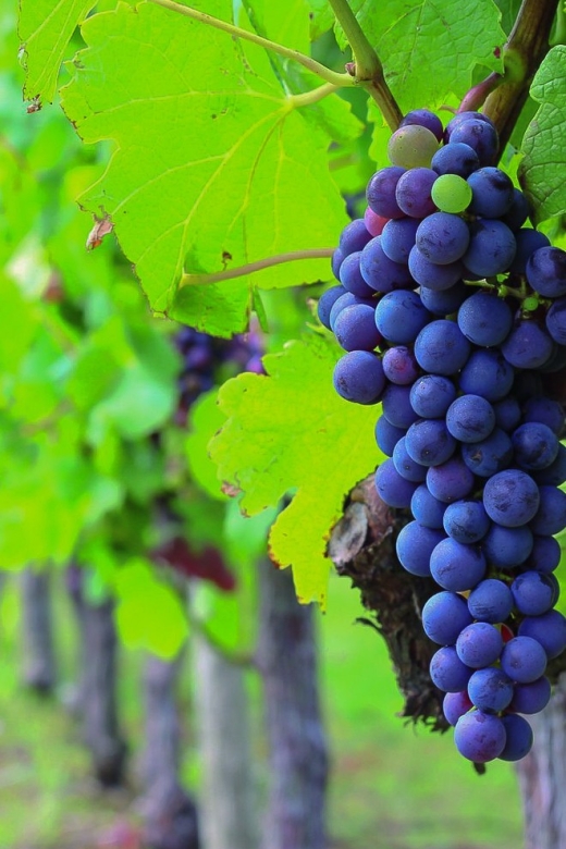 From Bordeaux: Full-Day Medoc Wine Tour - Why a full day in Medoc makes sense