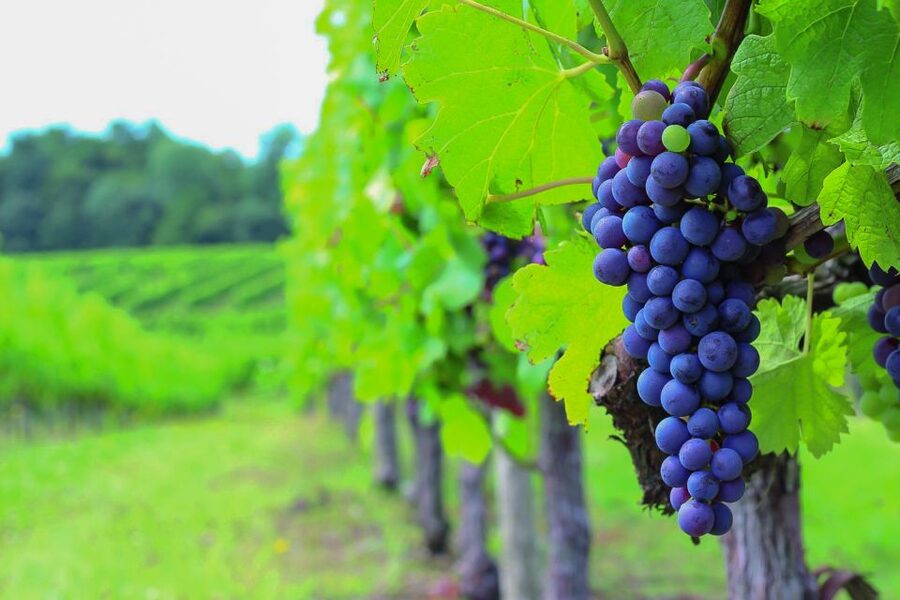 From Bordeaux: Full-Day Medoc Wine Tour - The Pauillac stop: lunch, free time, and a change of pace