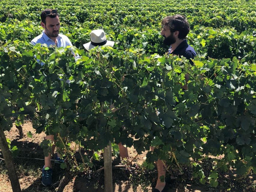 From Bordeaux: Half-Day Saint-Emilion Wine Tour - Why this Saint-Émilion tour works so well