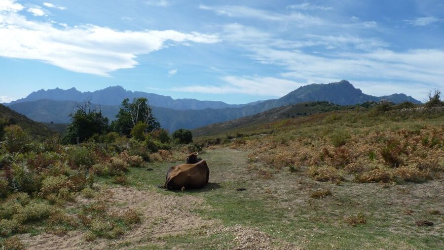 From Calvi: 4x4 Day Tour Mountain & Agriates' Saleccia Beach - Timing, Comfort, and Group Size
