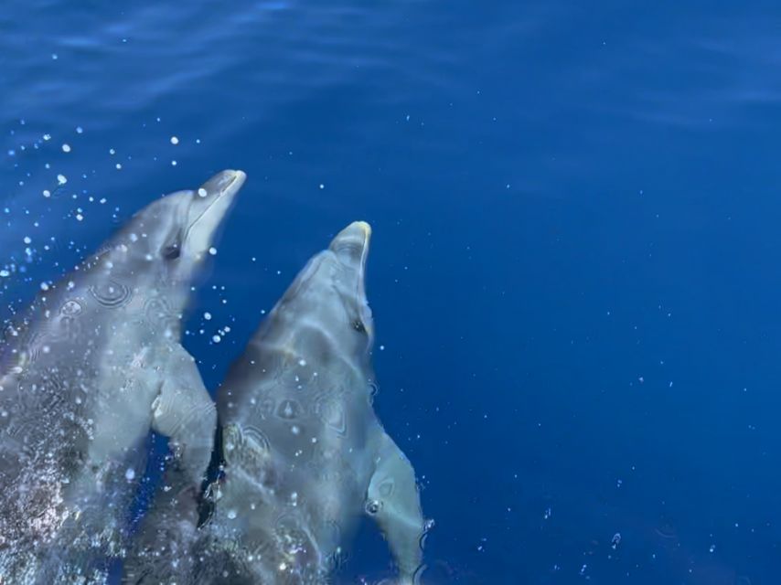 From Cargèse: Scandola Day Tour & Girolata Lunch Stop - Key points to know before booking
