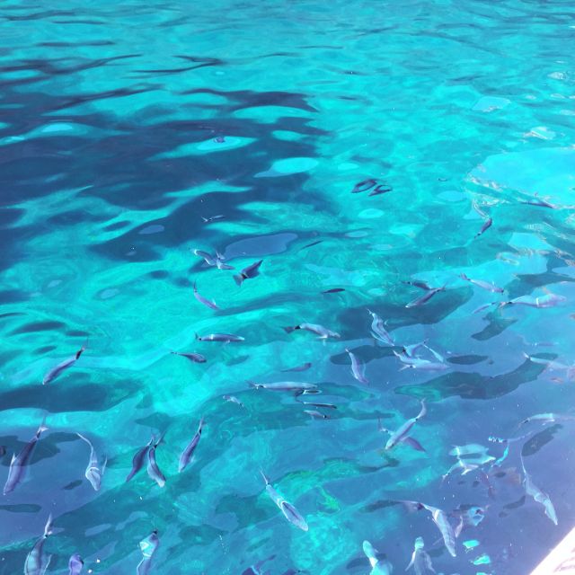 From Cargèse: Scandola Day Tour & Girolata Lunch Stop - What the boat and group size mean in practice