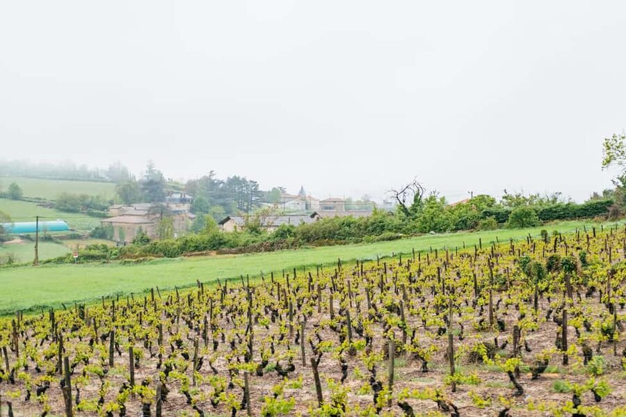 From Lyon: Golden Stones Beaujolais Wine Tasting Tour - The family winery and the traditional mâchon
