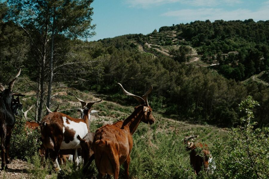 From Marseille: Aix en Provence Wine and Cheese Tour - What the $176 price includes