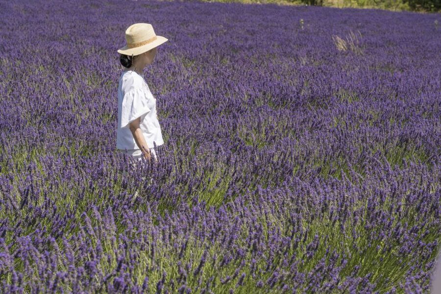 From Marseille: Lavender Full-Day Trip to Sault - Why this lavender trip works from Marseille