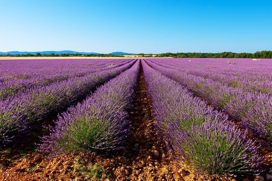 From Marseille: Valensole Lavender Full-Day tour - Key points to know before booking