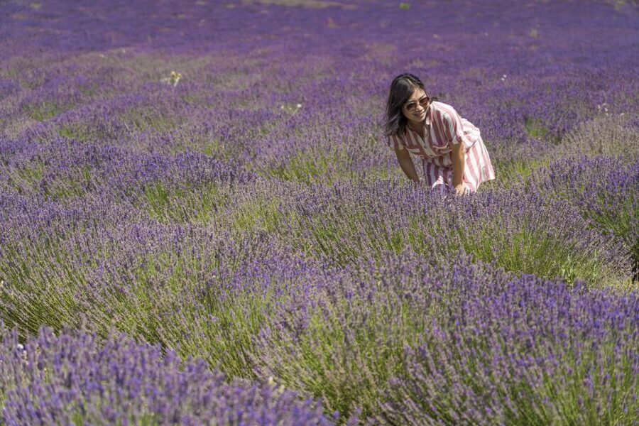 From Marseille: Valensole Lavender Full-Day tour - A practical stop at a local lavender producer