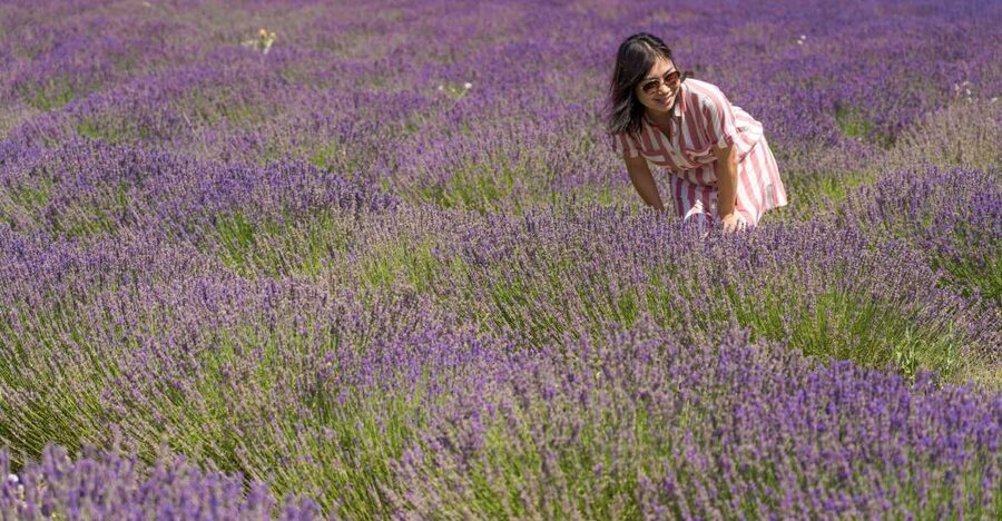 From Marseille: Valensole Lavender Full-Day tour - Several fields, not just one photo stop