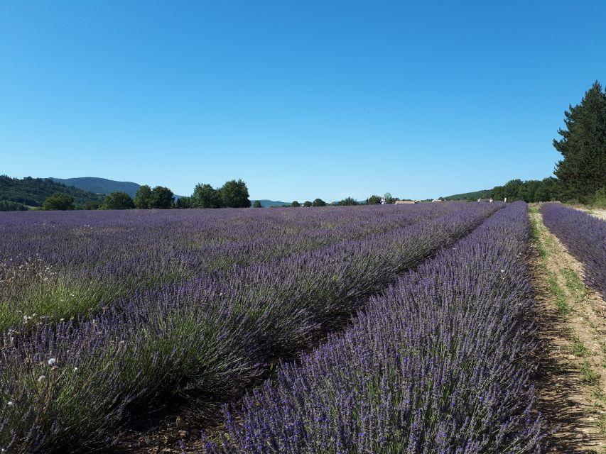 From Marseille: Valensole Lavenders Tour from Cruise Port - Why Valensole Makes a Long Day Worthwhile