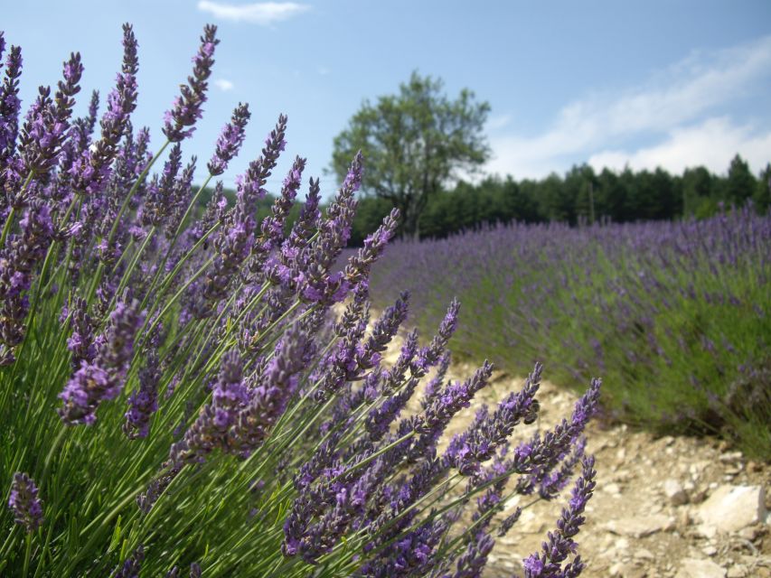 From Marseille: Valensole Lavenders Tour from Cruise Port - What You Learn at a Local Lavender Producer