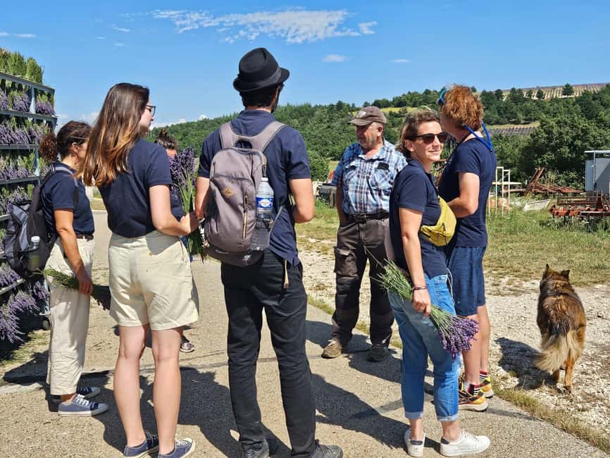 From Marseille: Valensole Lavenders Tour from Cruise Port - Lunch and Free Time in Valensole