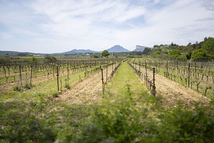 From Montpellier: Half-Day Vineyard & Pic Saint-Loup Tour - Why this half-day wine trip works from Montpellier