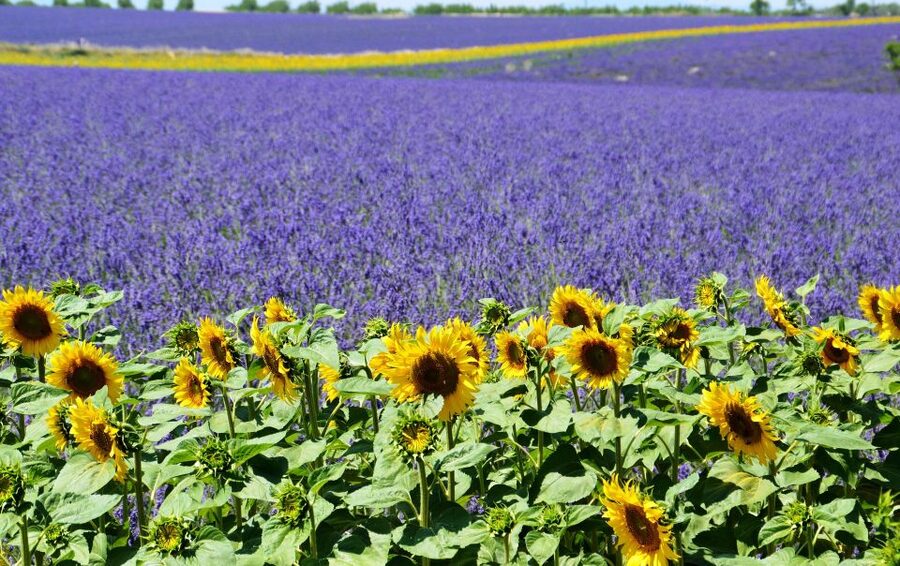 From Nice: Verdon Gorge Full-Day Tour - Shared or private: choosing the right format