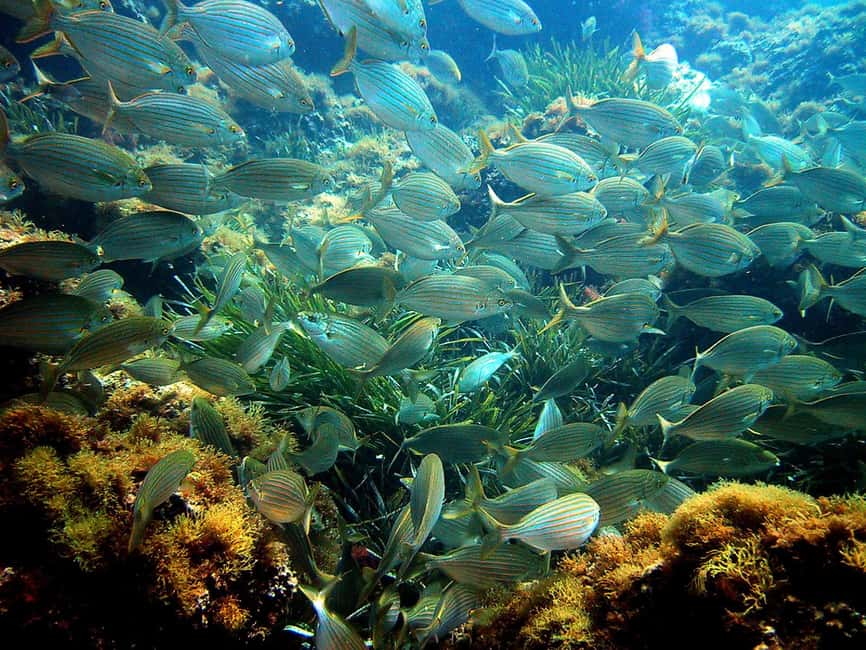 From Nice: Villefranche Bay Swimming & Snorkeling Boat Tour - Reaching the protected swimming area