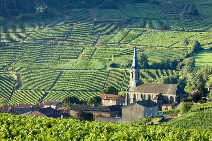 From Paris: Burgundy Region Winery Tour with Tastings - The long day, small group, and guide quality
