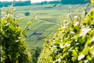 Small-Group Champagne Day Trip with Six Tastings
