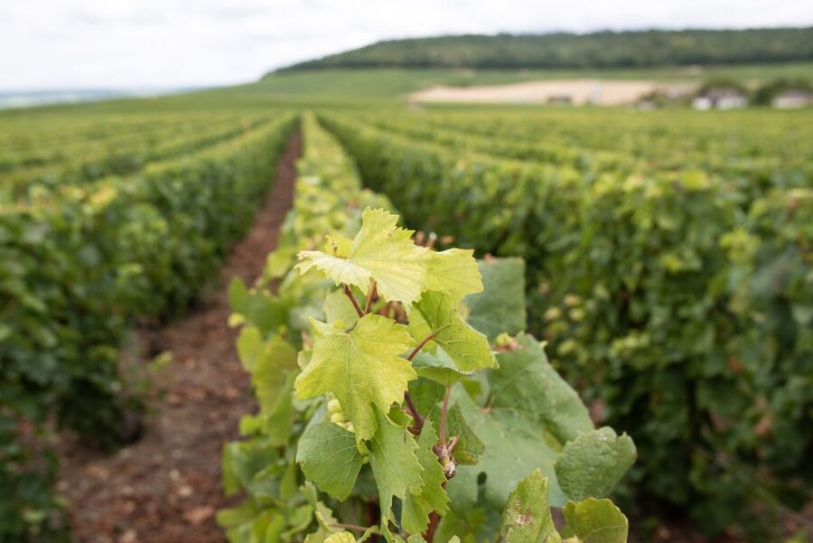 From Reims: Champagne and Family-Run Wineries Tour - Hautvillers and the church of Dom Pérignon