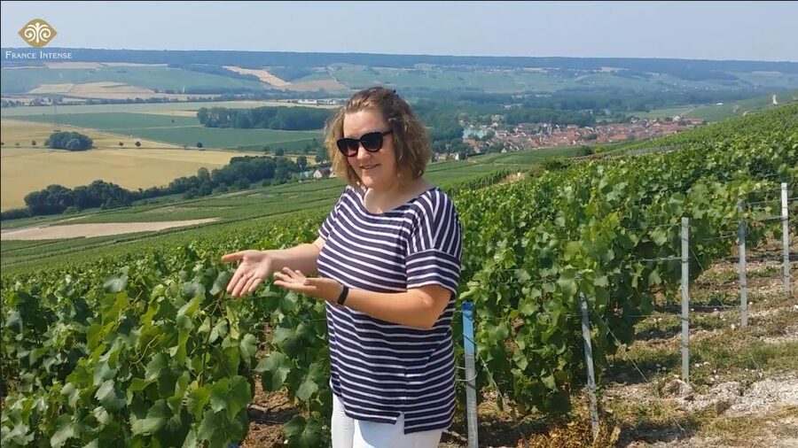 From Reims: Champagne Day Trip to 3 Family Domains & Lunch - Starting at Reims station